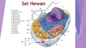 Sel hewan adalah suatu bagian organel terkecil dengan selaput tipis yang di bagian dalamnya terdapat larutan koloid mengandung senyawa kimia. Sel Hewan Adalah Struktur Fungsi Organel Contoh Ciri Diulas Oleh Naisha Pratiwi Adalah Top