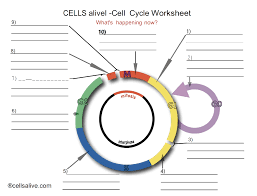The stage in the life cycle of a cell where the cell grows and dna is replicated. Solved Cells Alivel Cell Cycle Worksheet What S Happenin Chegg Com