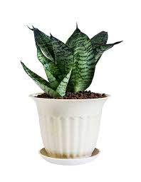 How many varieties of snake plants are there? Snake Plant Laurentii Variegated Snake Plant Buying Growing Guide Trees Com