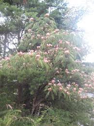 The foliage and flowers provide a tropical effect. Mimosa Invasive Exotic Plants Of North Carolina Inaturalist