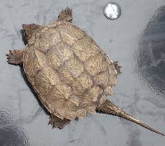 Check spelling or type a new query. Alligator Snapping Turtle Macroclemys Temminckii Reptile