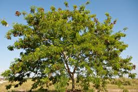 Image result for Leucas glabrata