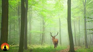 Relaxing Music For Quarantine Healing Music Meditation Music Sleep Music Zen Study Music 3699 Youtube