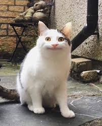 Selain dari aku cinta kepada mu bagaikan pelangi dilangit datang ke hidup ini mewarnakan duniaku dengan kamu disisiku ku nyanyikan lagu cinta. Khairunnisa Hamid Kellymeoow Twitter