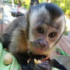 Baby pocket monkey for sale. Real Baby Monkeys For Sale Near Me Off 71 Www Usushimd Com