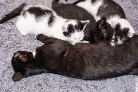 Wir erklären dir, wie du erkennen kannst ob deine katze schwanger ist. Grundlegende Informationen Uber Trachtige Katzen Fera24 De