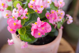 Just line them up on a windowsill until they sprout, then plant them in small pots. Flowering Begonias Plant Care Growing Guide