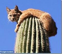 Funny Cactus Pictures Google Search Animals Desert Animals Cactus