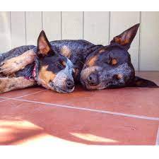 Pin On Acd Blue Red Heeler Aussy Shepards Catahoulas
