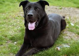 Are there any german shepherd labrador mix behaviour problems to be aware of? Black Lab Mixed With German Shepherd