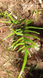 Image result for Lindsaea ensifolia