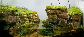 Paladurium With Rock Wall Paludarium Animaux