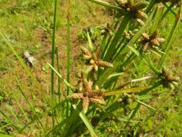Image result for Schoenoplectiella mucronata