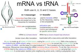 Comparison Between Mrna And Trna Biology Lessons Science