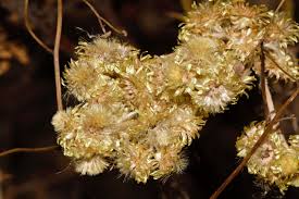 Image result for Acanthopale pubescens