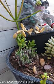 Schultz® cactus, palm and citrus potting mix has excellent drainage qualities, provides optimum root aeration and contains organic matter to help retain nutrients. Faye S Succulent Garden