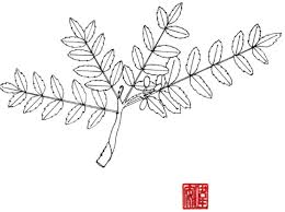 Image result for Burseraceae