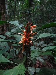 Image result for Anisotes