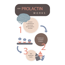 Image result for Prolactin