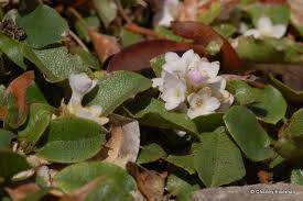 Image result for Brachystegia utilis