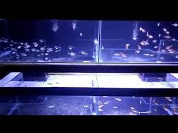 Tentunya desain aquarium minimalis ini jauh lebih mewah daripada toples biasa, bukan? Tio Fish Aneka Ikan Hias Jl Jati Baru Cemani Sukoharjo Youtube