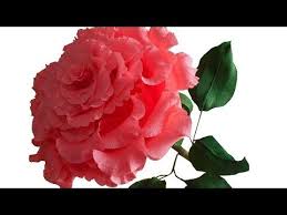 как сделать розу из гофрированной бумаги мастер класс видео Bolshaya Roza Iz Gofrirovannoj Bumagi Master Klass Youtube Bumazhnyj Cvetok Cvety Iz Papirosnoj Bumagi Bumazhnyj Cvetok Uchebnik