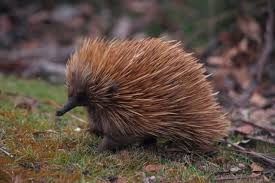 All About Monotremes The Unique Egg Laying Mammals Egg Laying Mammals Mammals Australian Animals