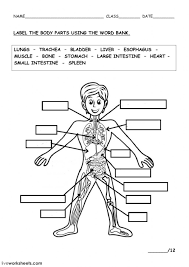 The Human Body Interactive Worksheet Body Systems Worksheets Human Body Systems Human Body Worksheets