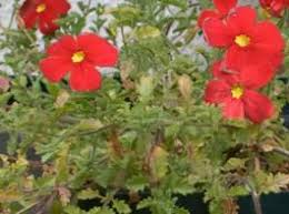 Image result for Jamesbrittenia huillana