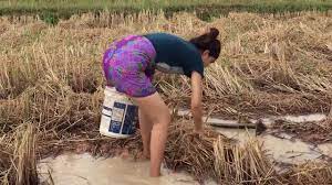 Korps wanita angkatan darat (kowad) bukan mawar penghias taman tetapi melati pagar bangsa walaupun tentara tapi tetap. Mantap Gadis Desa Tangkap Ikan Di Sawah 4 Youtube