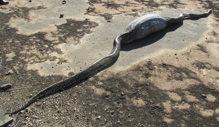 In Images: Hungry Python Eats Porcupine Whole | Live Science