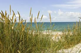 Der flache strand und das wasser eigenen sich für einen ausflug mit der ganzen familie an den strand. Strande Auf Der Insel Als In Danemark Novasol De