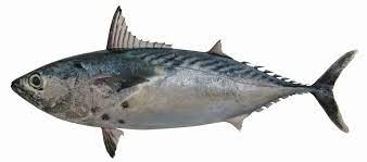 Makanan ikan lele infoikan.com budidaya lele secara intensif akan bisa sukses jika lele tercukupi akan kebutuhan makanannya. Info Spesies Kenali Ikan Aya Kurik Umpan