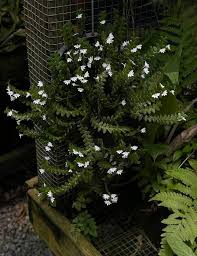 Image result for Disperis reichenbachiana