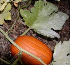 Lack of pollen during full flowering. What Do You Get When You Cross A Watermelon And A Pumpkin