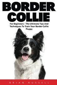 Border Collie For Beginners The Ultimate Tips And Techniques To Train Your Border Collie Puppy Collie Puppies Border Collie Puppies Border Collie Training