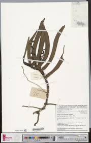 Image result for Diaphananthe lorifolia