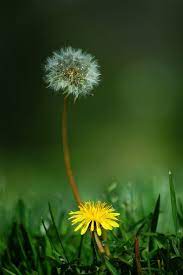 Dandelion Dandelion Dandelion Flower Wild Flowers