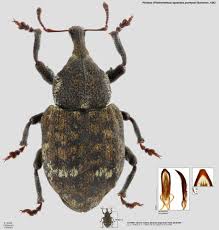 Image result for Plinthus