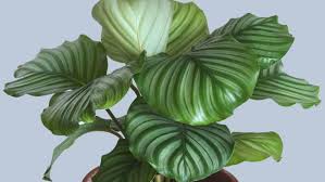 Suku bunga adalah presentase uang yang dipinjam (pokok utang) yang harus dibayarkan oleh nasabah sebagai balas jasa kepada jenis lembaga keuangan bank dan bukan bank. 5 Jenis Tanaman Hias Calathea Termahal Ri Kamu Punya Nggak