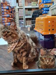 5 Maine Coon Cats Up For Adoption In S Pore After Owner Passes Away Mothership Sg News From Singapore Asia And Around The World