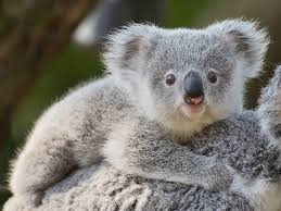 Call To Declare Koalas Endangered In Nsw Environmental Defenders Office Koala Cute Baby Owl Koalas