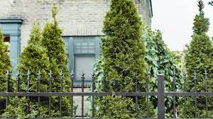 American arborvitae (thuja occidentalis) —this conifer is a popular tree hedge for keeping yards secluded. 10 Best Evergreens For Privacy Screens And Hedges