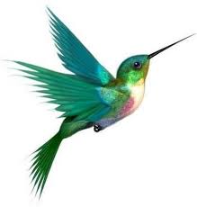 Black Bird With Red Neck 17 Ideas For Blue Humming Bird Tattoo Bird Drawings Flying Bird Tattoo Hummingbird Tattoo
