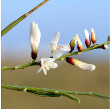 Image result for Retama monosperma