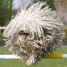 Maybe you would like to learn more about one of these? 14 Best Puppies Ideas In 2021 Caini Dog Show Linx