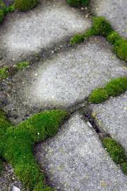 Percarbonate De Sodium Comment L Utiliser Pour L Entretien De La Maison Percarbonate De Sodium Percarbonate Nettoyants Naturels