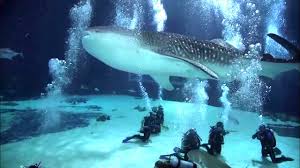 Georgia aquarium protects whale sharks through research and conservation efforts in the field, in the laboratory and through our unique position as the only aquarium in the western hemisphere to display these elusive gentle giants. Scuba Diving With Whale Sharks Georgia Aquarium Youtube