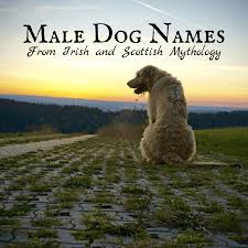 If you're looking for even more dog names be sure to check out our list of 500 popular dog names & 500 geography inspired dog names. 20 Mythical Irish And Scottish Names For Male Dogs Pethelpful