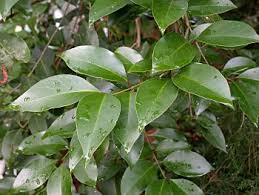 Image result for Ligustrum lucidum